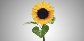 Nagrada za odgovornost u nauci