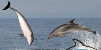 Eco-volunteering program for 2016 – Adriatic Dolphin Project Lošinj – Blue World Institute of Marine Research and Conservation, Croatia