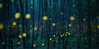 Otvorene prijave za jubilarni deseti SonyWorldPhotographyAwards